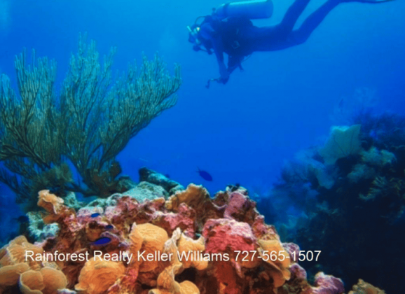 Glover's Reef Atoll Long Caye Belize District
